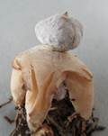 Kleiner Nesterdstern, Foto 17