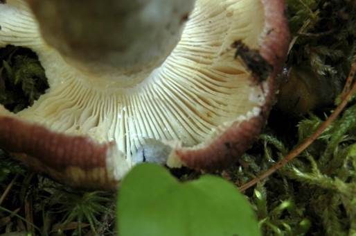 Kleiner Purpurtäubling, Foto 3