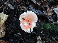 Kleiner Rosatäubling, Foto 15