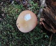 Kleiner Rosatäubling, Foto 9