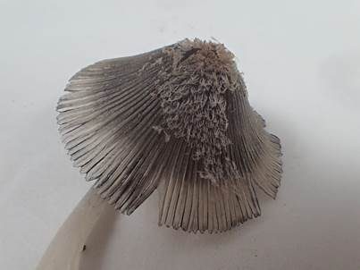 Kleiner Stängeltintling, Foto 3
