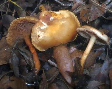 Kleiner Tellerling, Foto 2