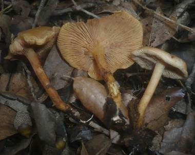 Kleiner Tellerling, Foto 4