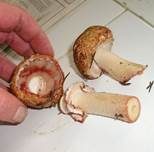 Kleiner Wald-Champignon, Foto 12