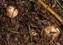 Kleiner Wald-Champignon, Foto 14