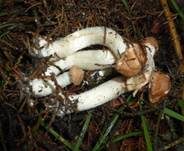 Kleiner Wald-Champignon, Foto 15