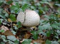 Kleiner Wald-Champignon, Foto 17