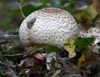 Kleiner Wald-Champignon, Foto 18