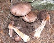 Kleiner Wald-Champignon, Foto 20