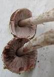 Kleiner Wald-Champignon, Foto 21