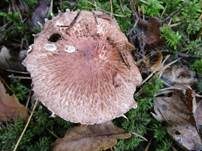 Kleiner Wald-Champignon, Foto 22