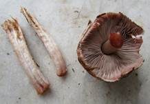 Kleiner Wald-Champignon, Foto 31