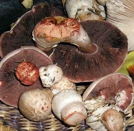 Kleiner Wald-Champignon, Foto 5