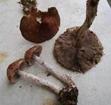 Kleiner Wald-Champignon, Foto 32