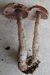Kleiner Wald-Champignon, Foto 33