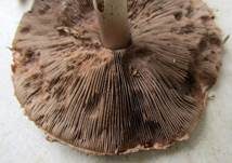 Kleiner Wald-Champignon, Foto 35