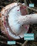 Kleiner Wald-Champignon, Foto 37