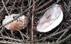 Kleiner Wald-Champignon, Foto 38