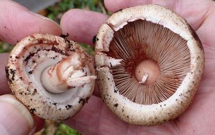 Kleiner Wald-Champignon, Foto 6