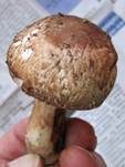 Kleiner Wald-Champignon, Foto 8