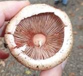 Kleiner Wald-Champignon, Foto 9
