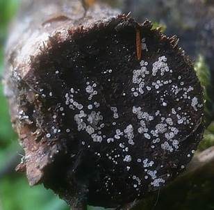 Kleines Nadelholz-Haarbecherchen, Foto 2