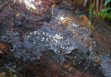 Kleines Nadelholz-Haarbecherchen, Foto 3