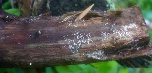 Kleines Nadelholz-Haarbecherchen, Foto 7