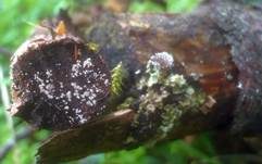 Kleines Nadelholz-Haarbecherchen, Foto 9