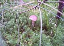 Birkenpilz, Foto 37