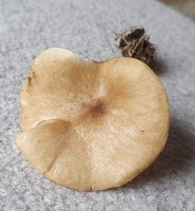 Kleinhütiger Weichritterling, Foto 3