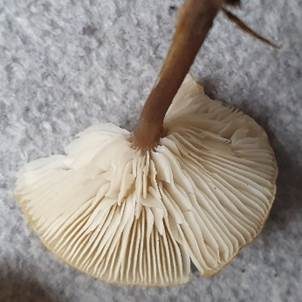 Kleinhütiger Weichritterling, Foto 4