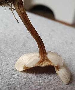 Kleinhütiger Weichritterling, Foto 5