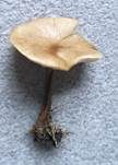 Kleinhütiger Weichritterling, Foto 7