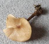 Kleinhütiger Weichritterling, Foto 8