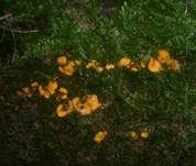 Kleinkelchiges Becherchen, Foto 13