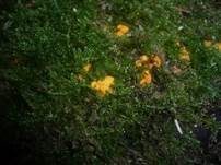 Kleinkelchiges Becherchen, Foto 15