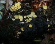 Kleinkelchiges Becherchen, Foto 4
