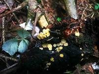 Kleinkelchiges Becherchen, Foto 5