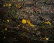 Kleinkelchiges Becherchen, Foto 8
