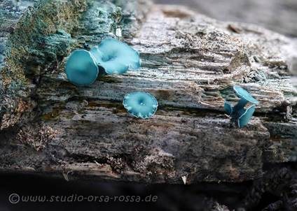 Kleinsporiger Grünspanbecherling - Großsporiger Grünspanbecherling, Foto 2
