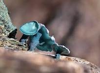 Kleinsporiger Grünspanbecherling - Großsporiger Grünspanbecherling, Foto 13