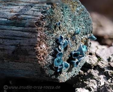 Kleinsporiger Grünspanbecherling - Großsporiger Grünspanbecherling, Foto 5
