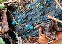 Kleinsporiger Grünspanbecherling - Großsporiger Grünspanbecherling, Foto 34