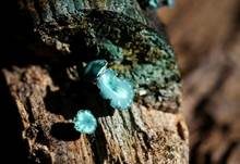 Kleinsporiger Grünspanbecherling - Großsporiger Grünspanbecherling, Foto 37