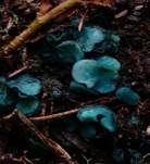 Kleinsporiger Grünspanbecherling - Großsporiger Grünspanbecherling, Foto 41
