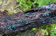 Kleinsporiger Grünspanbecherling - Großsporiger Grünspanbecherling, Foto 46