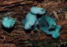 Kleinsporiger Grünspanbecherling - Großsporiger Grünspanbecherling, Foto 55