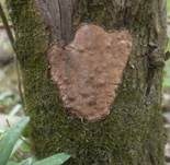 Kleinsporige Kohlenbeere, Foto 15