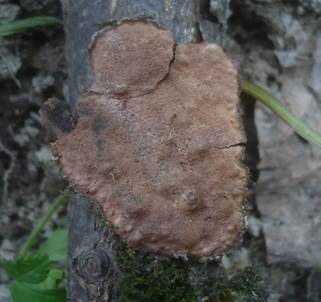 Kleinsporige Kohlenbeere, Foto 4